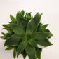 Bilde av Haworthia sp. variegata 8 cm potte-Spanne Plantesalg