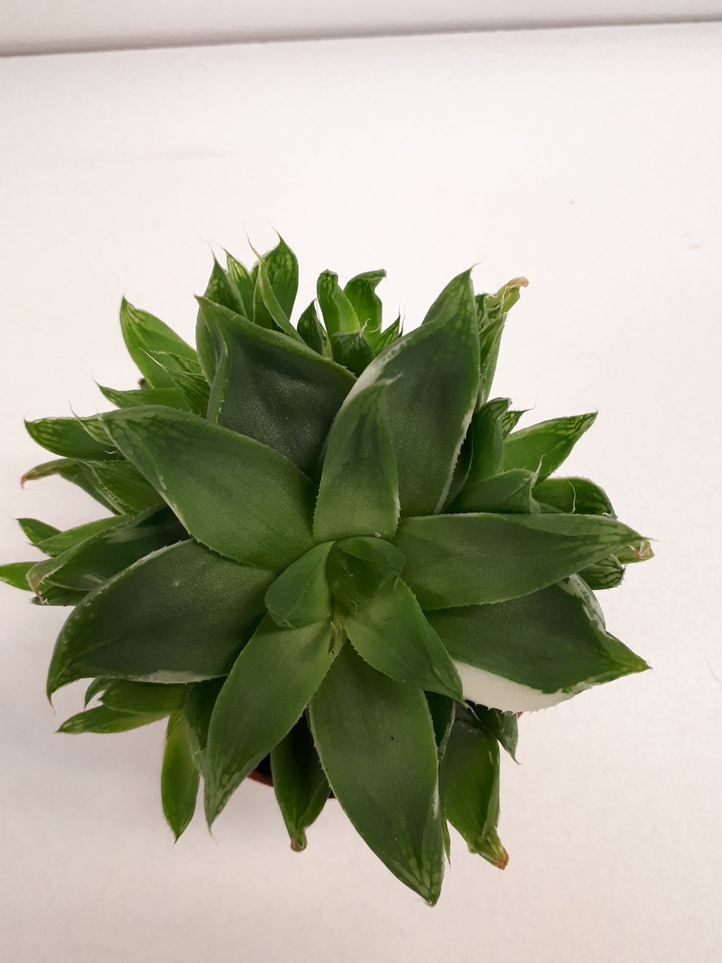 Bilde av Haworthia sp. variegata 8 cm potte-Spanne Plantesalg