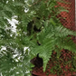 Bilde av Terracotta selvvanningstårn-Spanne Plantesalg