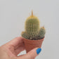 Bilde av Notocactus leninghausii 5 cm potte-Spanne Plantesalg