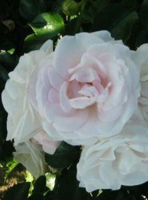 Bilde av Aspirin Rose-Spanne Plantesalg