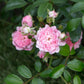 Bilde av Pink The Fairy-Spanne Plantesalg