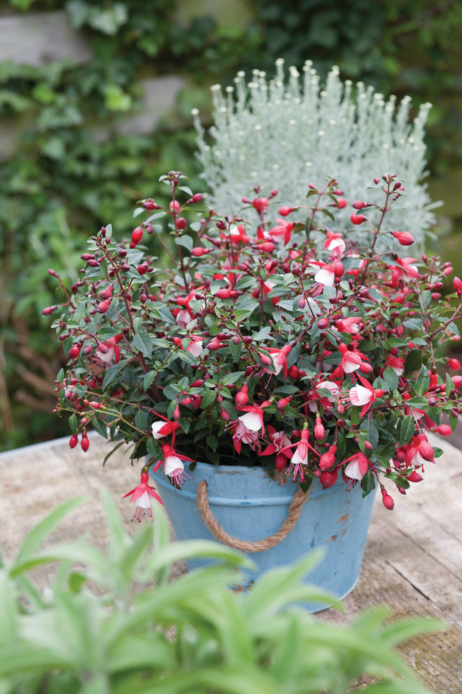 Bilde av Fuchsia mag. Diva Red & White 3 st-Spanne Plantesalg