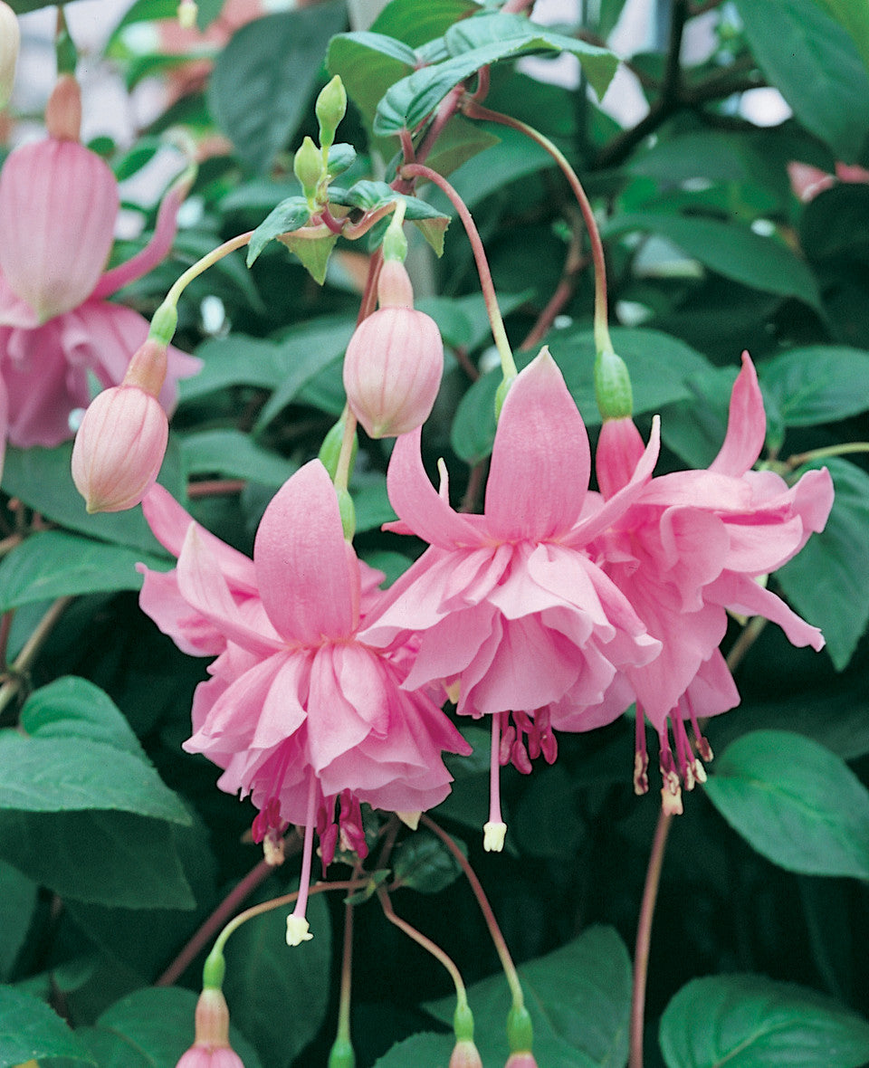Bilde av Fuchsia Pink Galore 3 st-Spanne Plantesalg