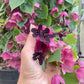 Bilde av Rhodochiton atrosanguineum Purple Bells 3 st-Spanne Plantesalg