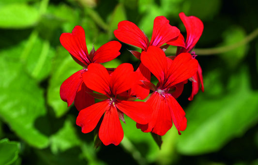 Bilde av Pelargonium Minibalkon Red-Spanne Plantesalg