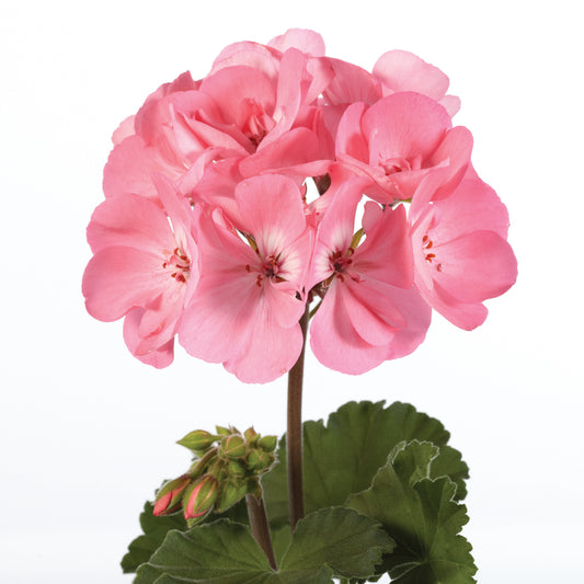 Bilde av Pelargonium Toscana Dolce Vita Anne Pink-Spanne Plantesalg
