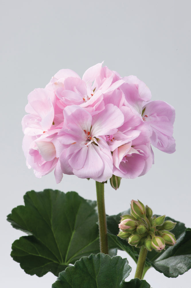 Bilde av Pelargonium Toscana Dolce Vita Karen Light Pink-Spanne Plantesalg