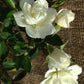 Bilde av White Cover-Spanne Plantesalg