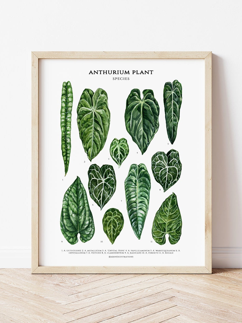 Bilde av A4 plakat (21 x 29 7 cm) stueplanter-Spanne Plantesalg