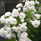 Bilde av Aspirin Rose-Spanne Plantesalg