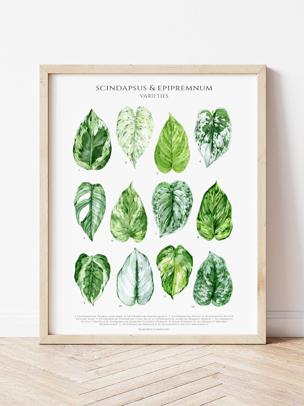 Bilde av A2 plakat (42 x 59 4 cm) stueplanter-Spanne Plantesalg