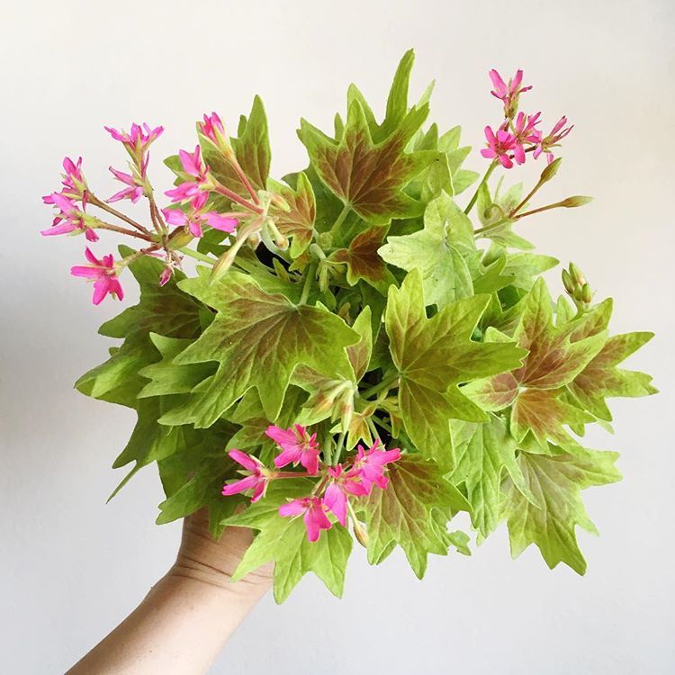 Bilde av Pelargonium Lotusland-Spanne Plantesalg