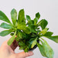 Bilde av Monadenium stapelioides 6 cm potte-Spanne Plantesalg