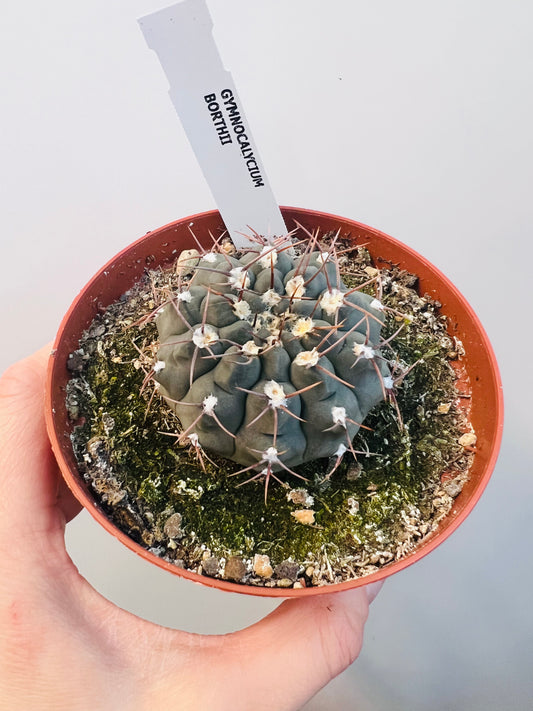 Bilde av Gymnocalycium borthii 10 cm potte-Spanne Plantesalg