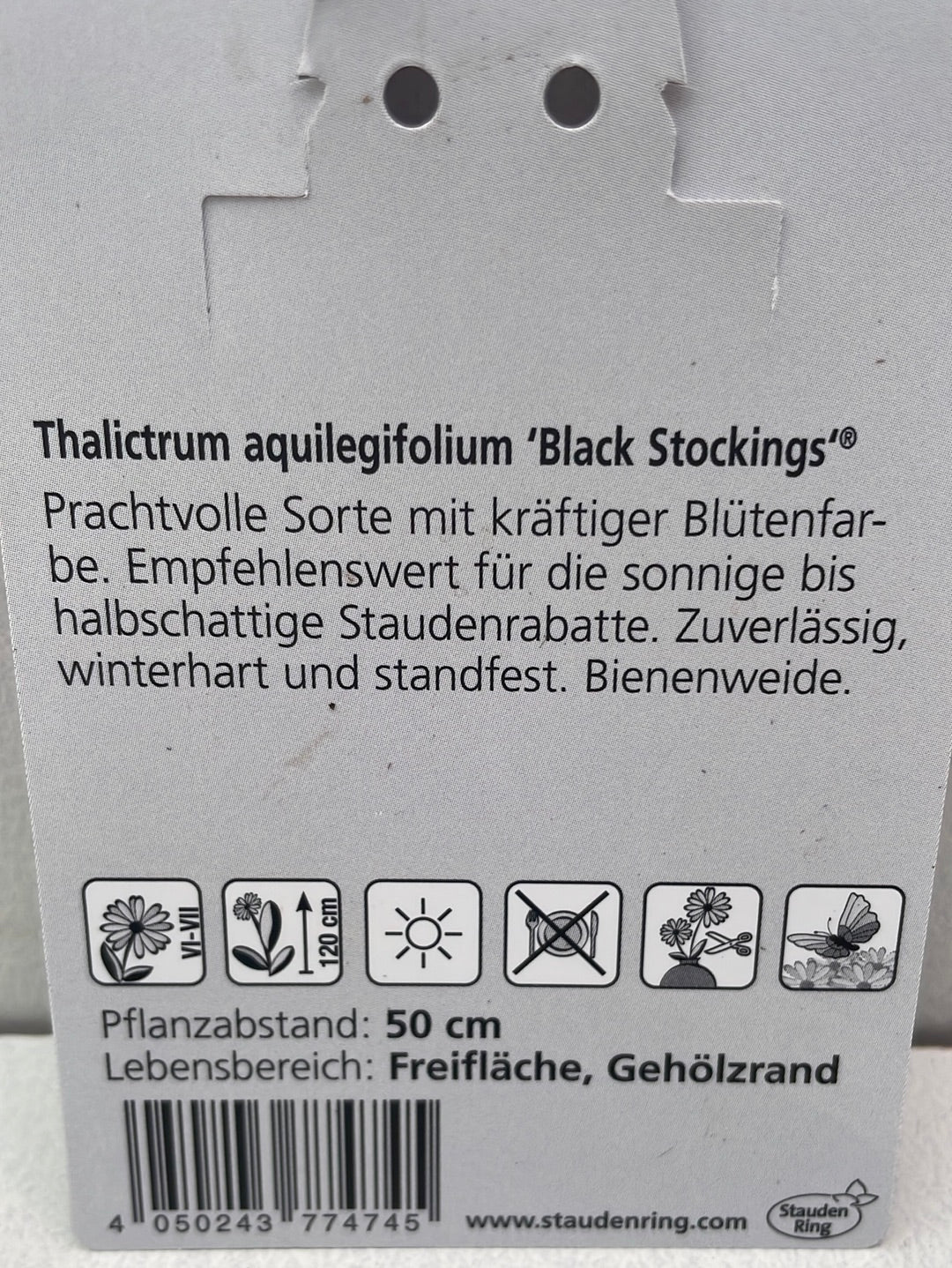 Bilde av Thalictrum aquilegifolium black stockings-Spanne Plantesalg