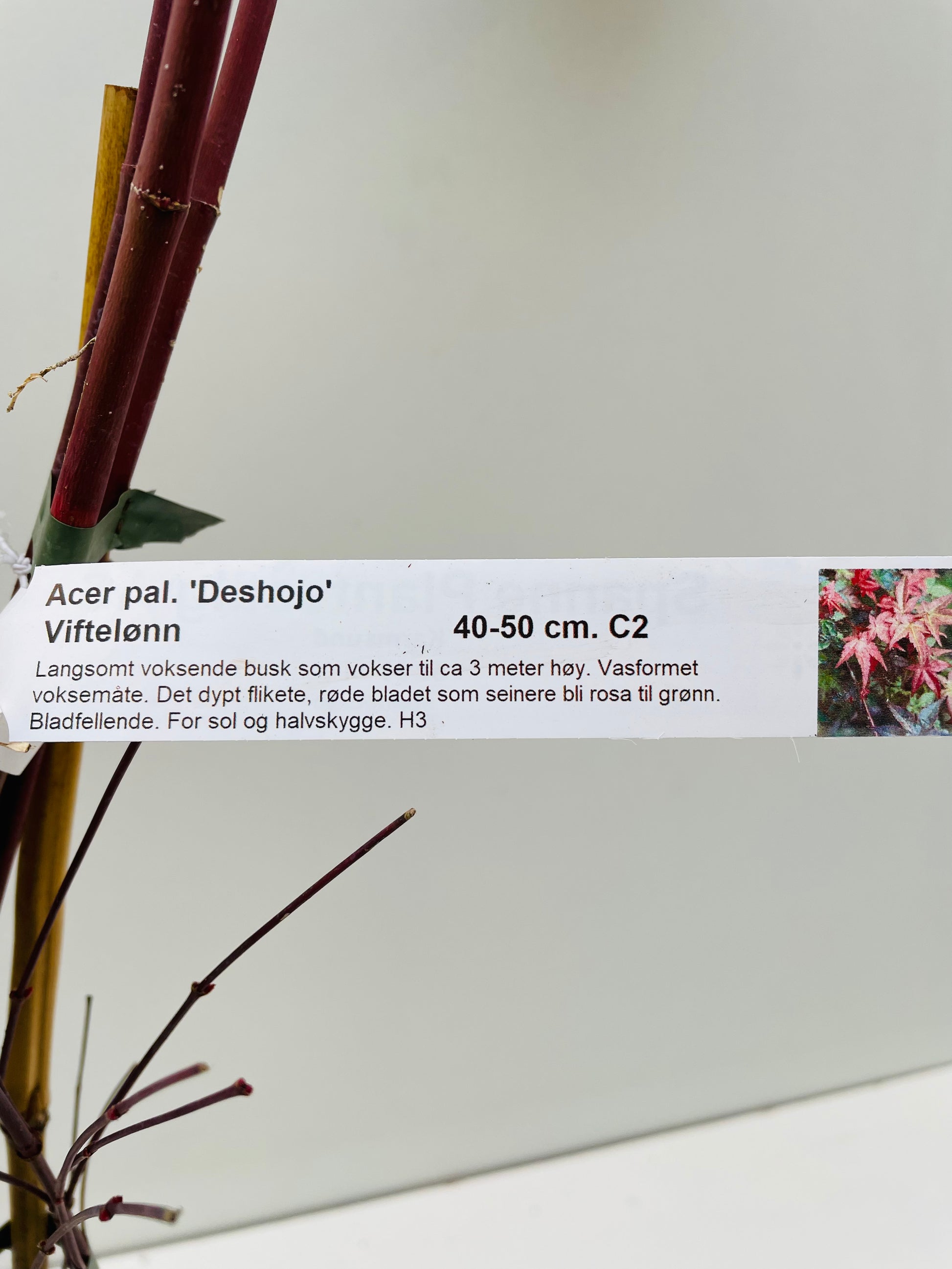 Bilde av Acer palm. 'Deshojo'-Spanne Plantesalg