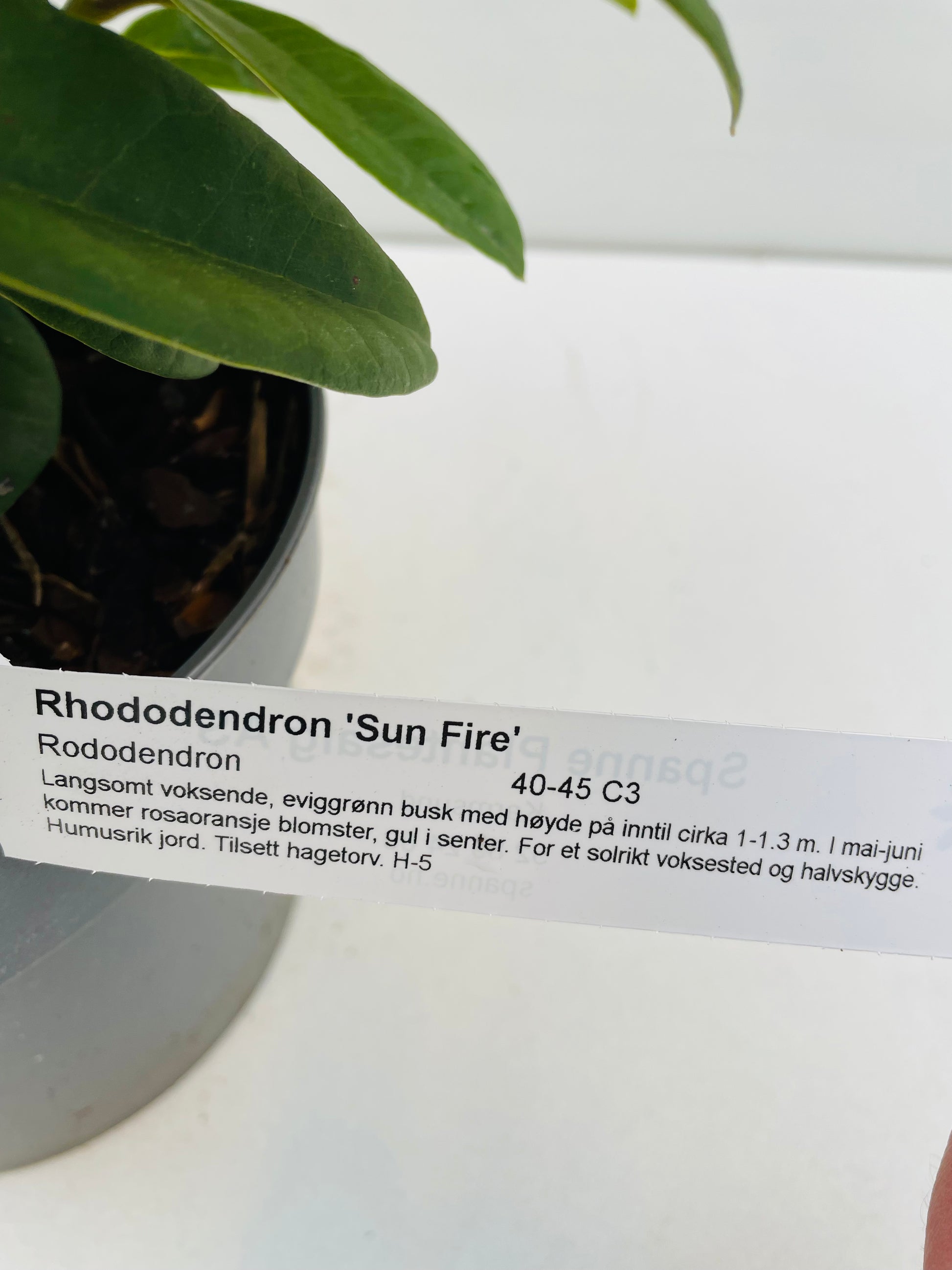 Bilde av Rhododendron ‘Sun Fire’-Spanne Plantesalg