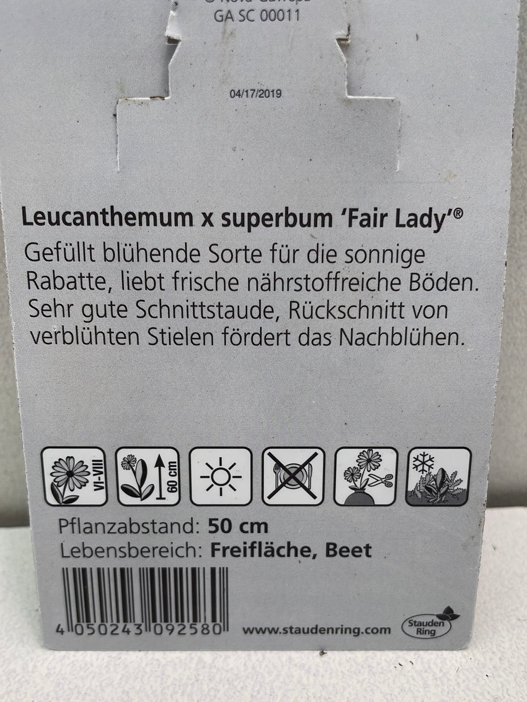 Leucanthemum x sup. 'Fair Lady'