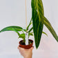 Bilde av Anthurium warocqueanum, 12 cm potte 2-Spanne Plantesalg
