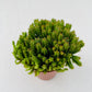 Euphorbia suzannae, 6 cm potte
