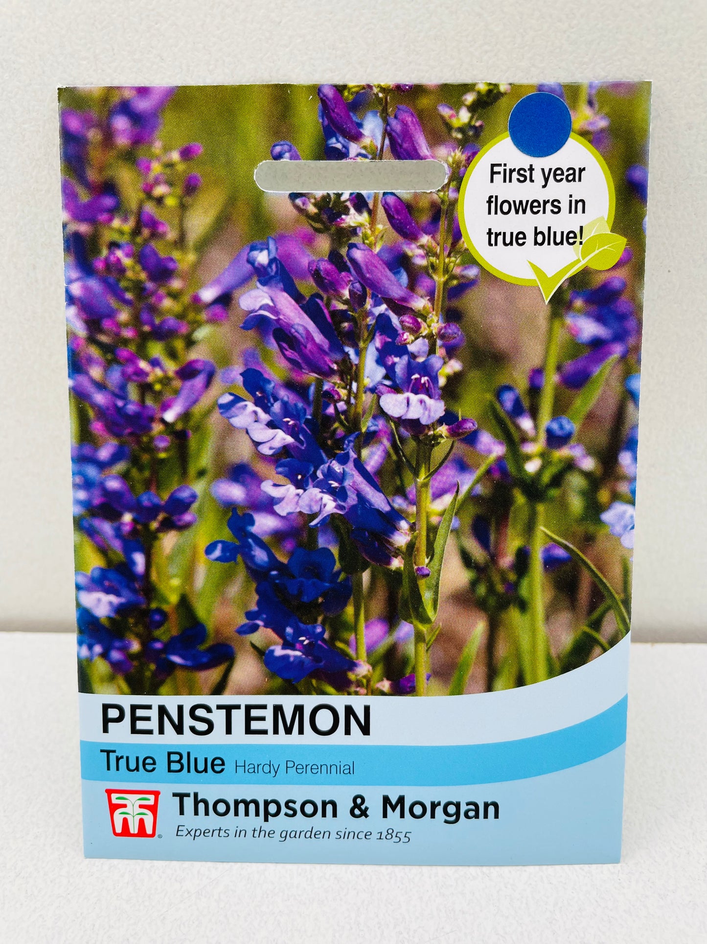 Penstemon ‘True Blue’ frø