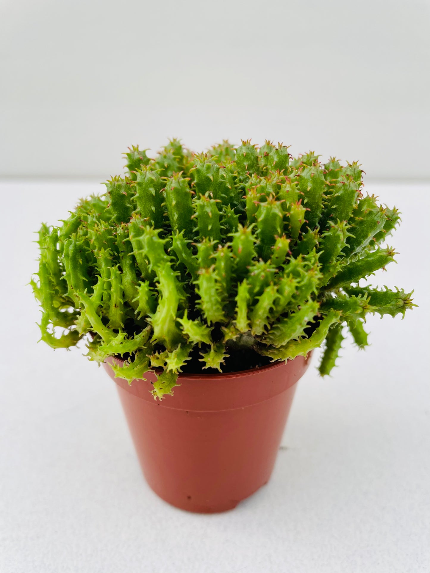 Bilde av Euphorbia suzannae, 6 cm potte-Spanne Plantesalg