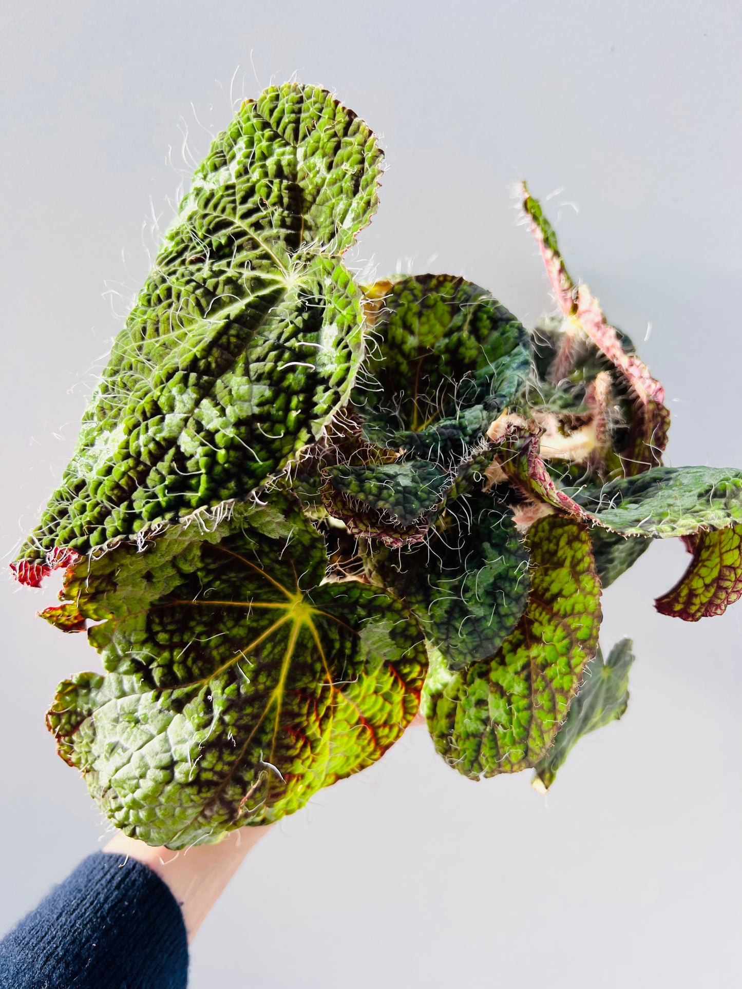 Begonia sizemoreae, 12 cm potte