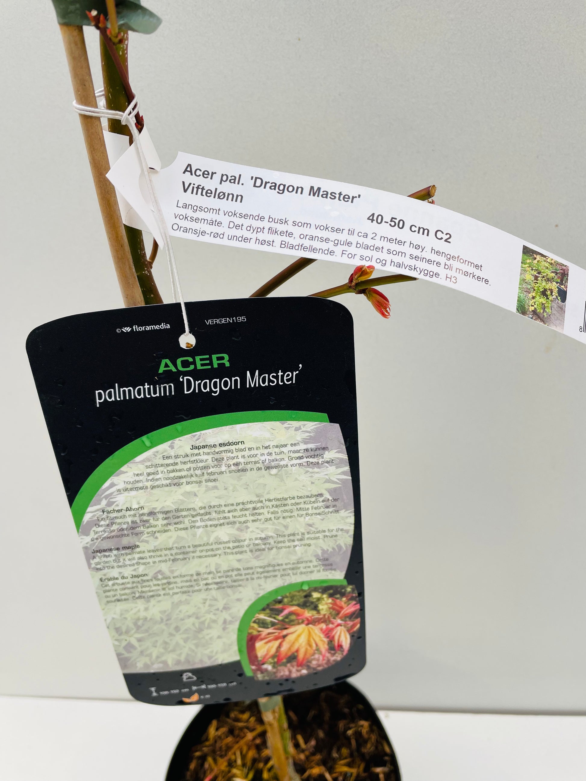 Bilde av Acer palm. 'Dragon Master'-Spanne Plantesalg