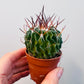 Bilde av Stenocactus multicostatus 5 cm potte-Spanne Plantesalg