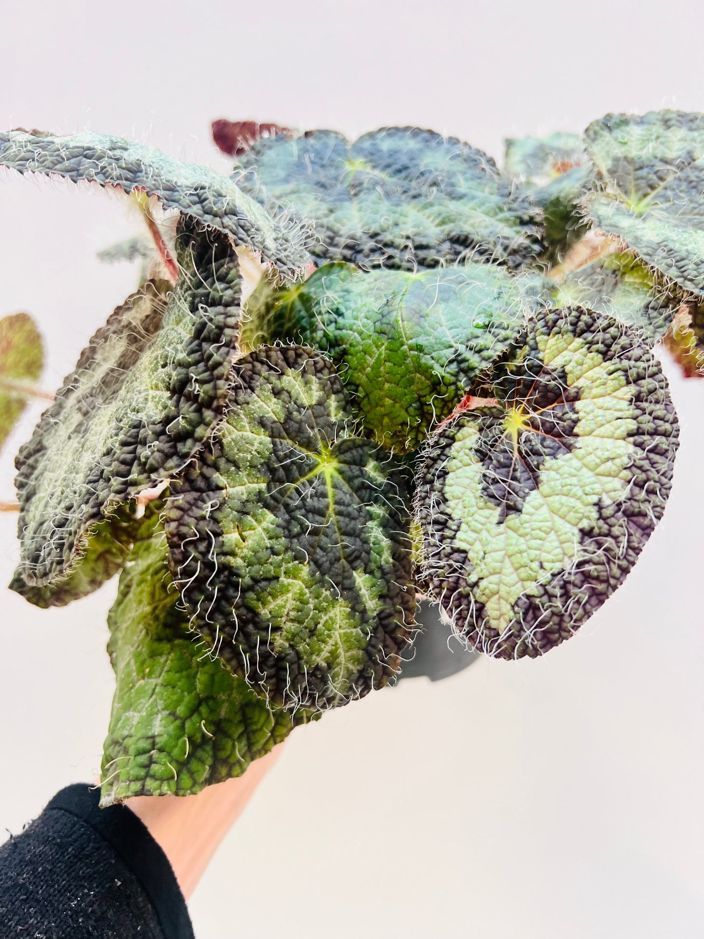 Begonia sizemoreae, 12 cm potte