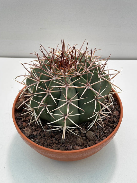 Melocactus broadwayi 25 cm potte