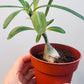 Pachypodium succulentum  8 cm potte