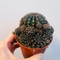 Bilde av Rebutia brunneoradicta 8 cm potte-Spanne Plantesalg
