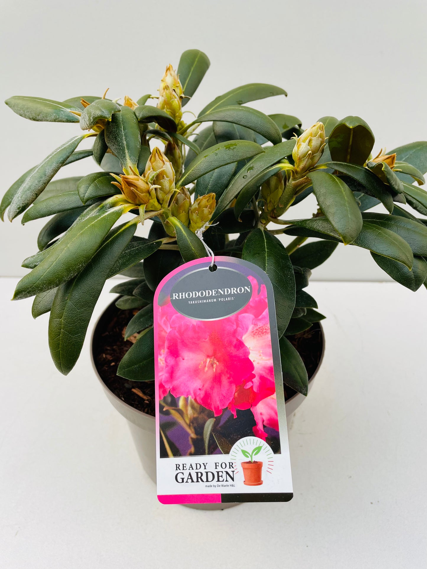 Bilde av Rhododendron yakushimanum ‘Polaris’-Spanne Plantesalg