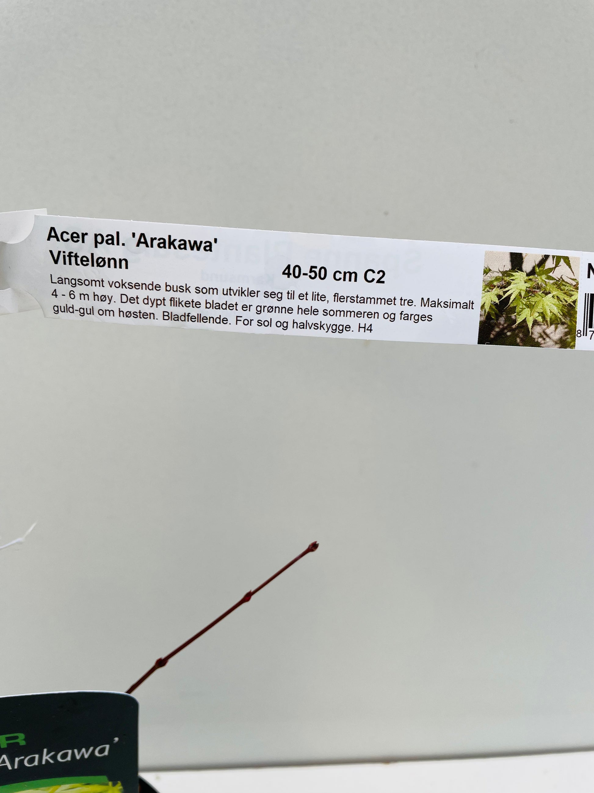 Bilde av Acer palm. 'Arakawa'-Spanne Plantesalg