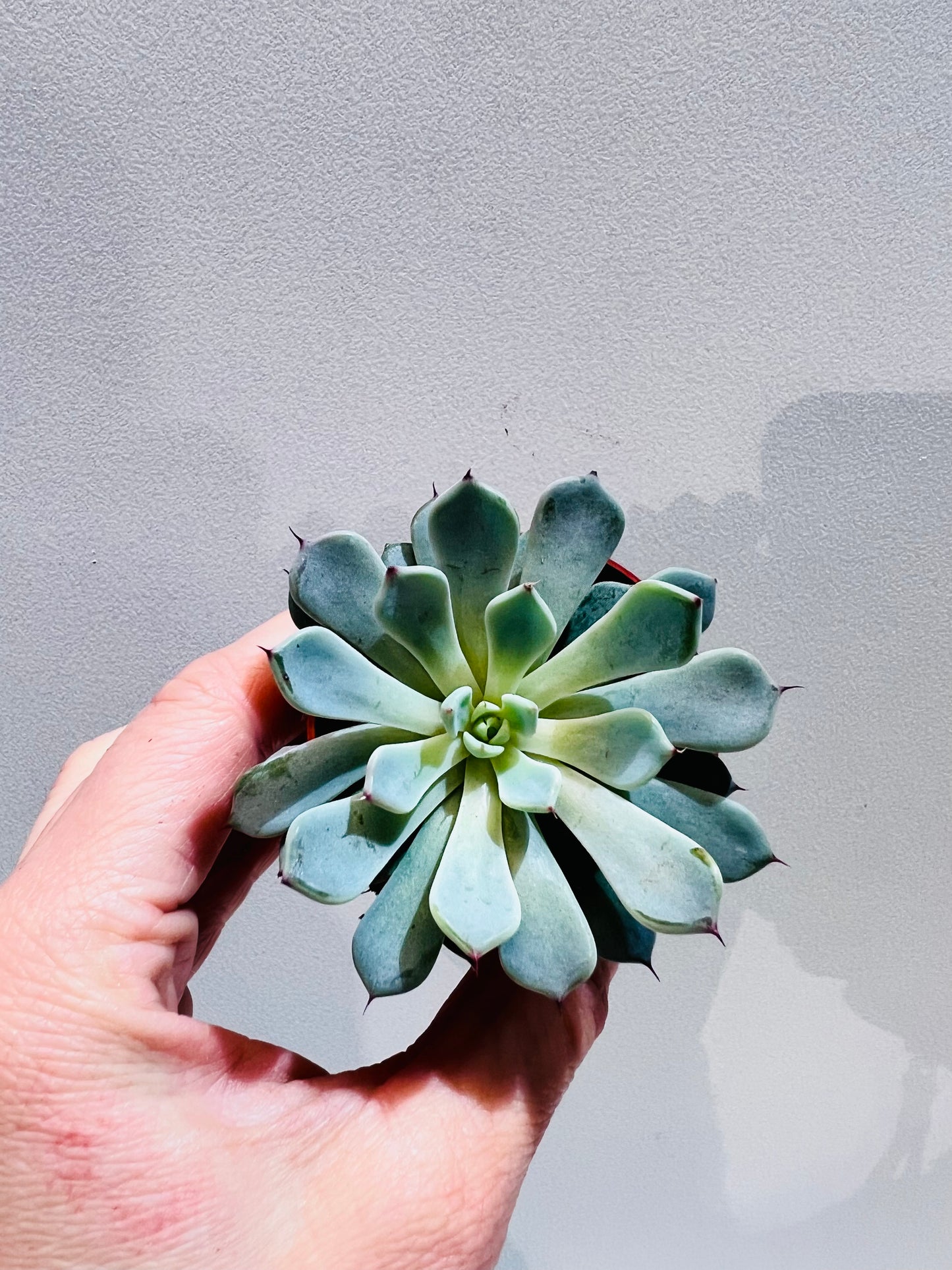 Echeveria derenbergii 'Blue', 5 cm potte