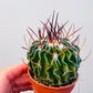 Bilde av Stenocactus multicostatus 5 cm potte-Spanne Plantesalg