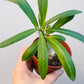 Pachypodium succulentum  8 cm potte