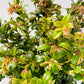 Bilde av Vaccinium vitis-idaea-Spanne Plantesalg