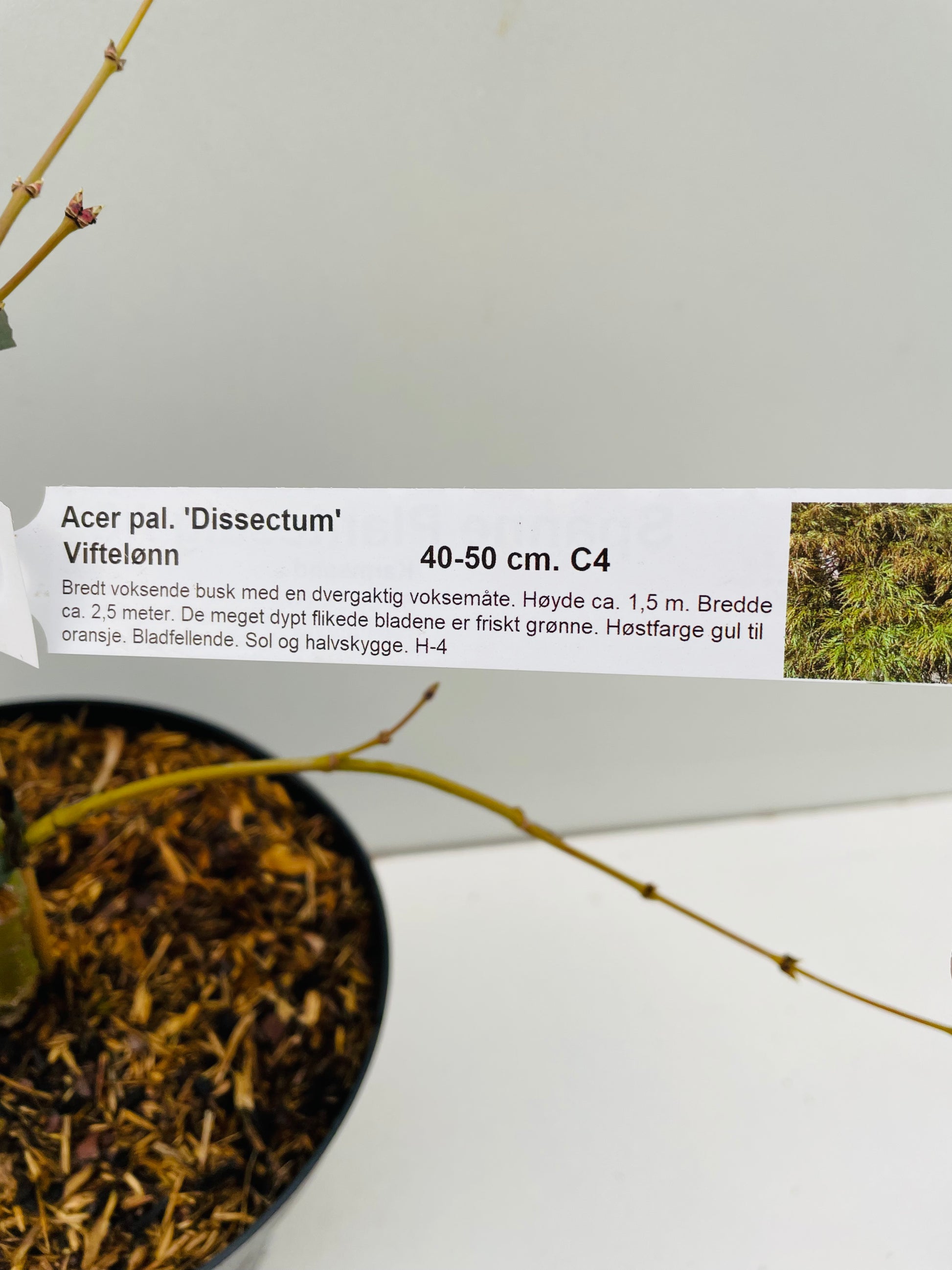 Bilde av Acer palm. 'Dissectum'-Spanne Plantesalg
