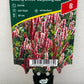 Bilde av Bistora affinis darjeeling red-Spanne Plantesalg