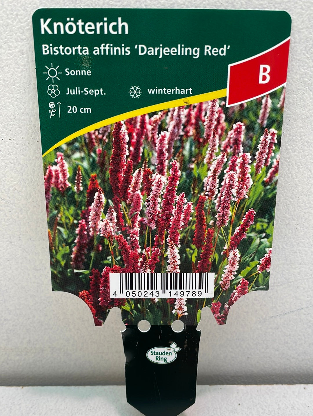 Bilde av Bistora affinis darjeeling red-Spanne Plantesalg