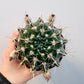 Notocactus submammulosus  10 cm potte