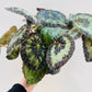 Begonia sizemoreae, 12 cm potte