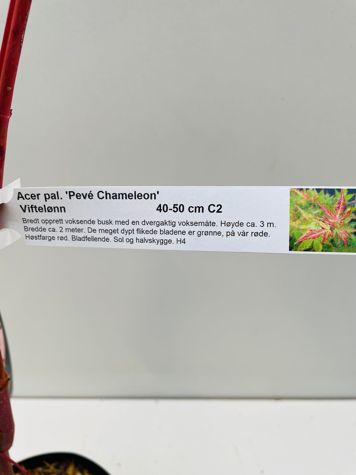 Bilde av Acer palm. 'Pevé Chameleon'-Spanne Plantesalg