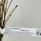 Bilde av Acer palm. 'Pevé Multicolor'-Spanne Plantesalg