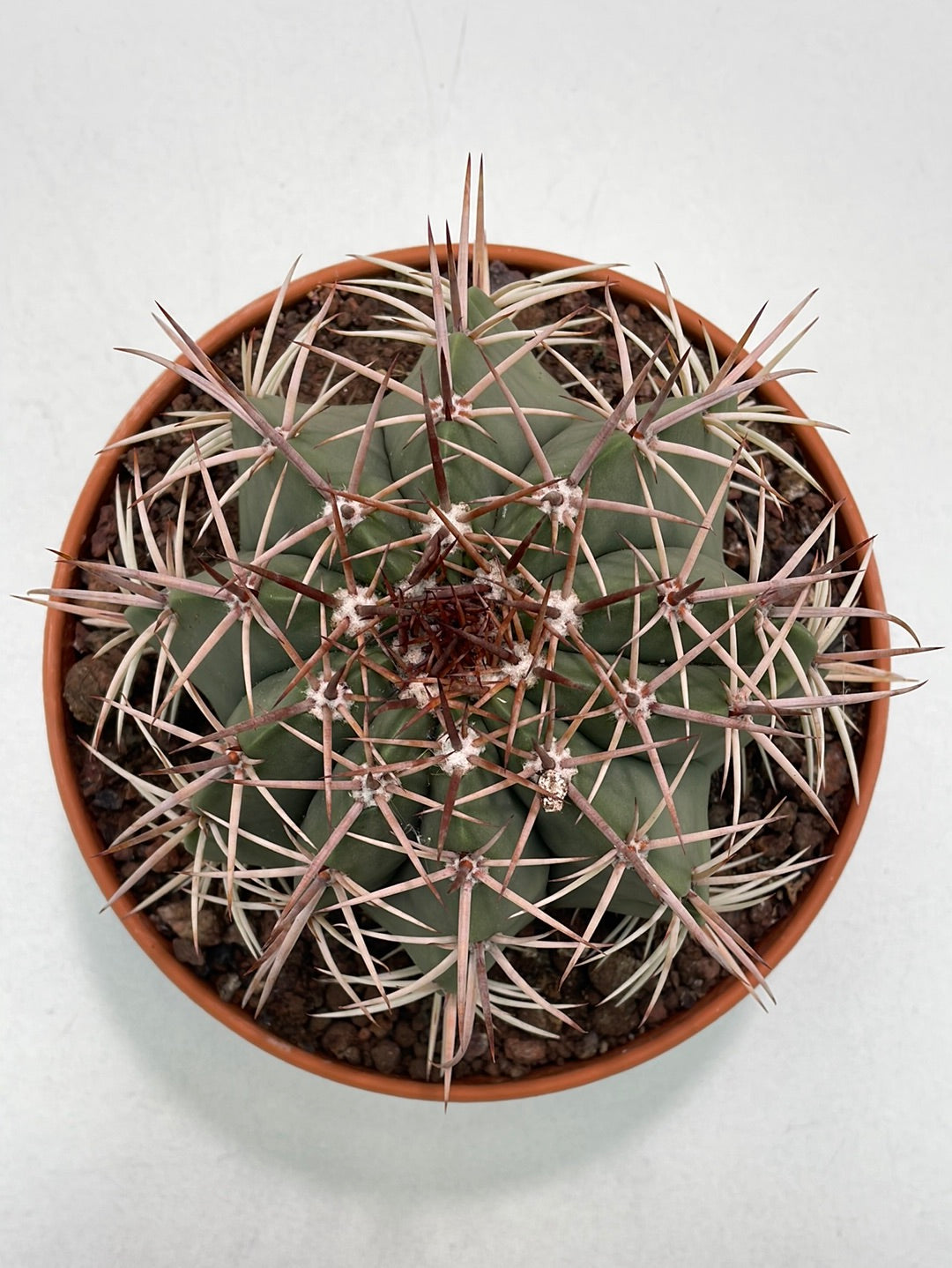 Bilde av Melocactus broadwayi 25 cm potte-Spanne Plantesalg