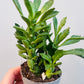 Bilde av Monadenium stapelioides 6 cm potte-Spanne Plantesalg