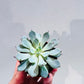Echeveria derenbergii 'Blue', 5 cm potte